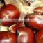 Chinese Fresh Chestnut in shell with sweet taste ons ale