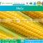 Pure Yellow Maize Seeds