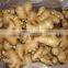 Air-Dried Ginger in Low Price