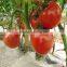 new 2016 hot sale indeterminate early maturity pink tomato seeds for plant