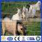 DM cheap sheep and goat fence panels for sale