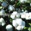 carefully selected materials 100 water soluble npk fertilizer100