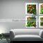 Customised frame wall art plant photo