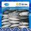 Block Frozen Whole Round Mackerel Fish