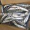 Frozen WR Pacific mackerel Seafood 200-300g