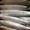 pacific mackerel 400~600g