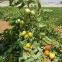 Big Oval Shape Rio Grande Hybrid Tomato Seeds Vegetable Seeds