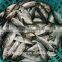 Frozen Chinese Big eyes horse mackerel with size 40 - 60 g