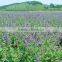 Top Quality Baicalin from Scutellaria Baicalensis Extract