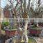 Lagerstroemia Indica L. Nursery