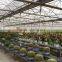 Modern Appearance Used Greenhouse Sale/greenhouses for Tomatoes for Sale/commercial Greenhouse for Sale