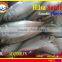 FROZEN HILSA SARDINE WHOLE ROUND