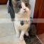 2020 NEW spring design Cute bow tie colorful lovely adjustable pet cat collar