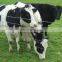 3mm Farm Fence / Cattle Fence Netting / Grassland Fence