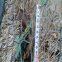 Protective Flexible and Soft Stainless Steel Wire Mesh Stainless Steel Crimped Wire Mesh