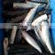 frozen pacific mackerel HGT