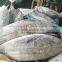Whole round 3.4kgs up frozen skipjack tuna fish