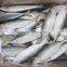 frozen indian mackerel importers
