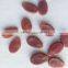 Xinjiang hami melon seeds f1