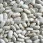 we are supply Medium white kidney beans with good quality for sale