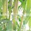 wholesale home decorative fake bamboo plants
