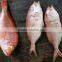 fresh frozen red snapper fish whole round