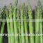 Canned Green Asparagus