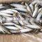 Frozen Sardine (6-8pcs/kg )