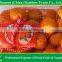 agriculture products to sale mandarin oragnes