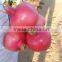 common cultivation type of Pomegranate