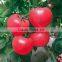 2016 Hybrid High yield disease-resistant Tomato seeds for growing- Red Princess