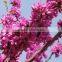 2016 Chinese Redbud Seeds Judas Tree Seeds For Planting