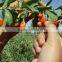 High Quality Dried Ningxia Organic Goji Berry