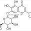 GMP Manufacturer Supply Natural Scutellaria Baicalensis Extract