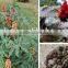 Hot sale castor bean shelling machine with diesel engine/automatic castor shelling machine