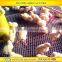 plastic poultry net /plastic flat mesh for chicken duck