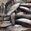 Whole Round Frozen Bonito Tuna