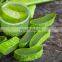 Aloe vera gel good price made in Vietnam