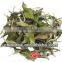 China White Peony White Tea