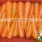 Good Quality Carrot,Fresh Red Carrot in Shadong and China Fresh Carrot