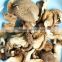 High Quality Abalone Fungus China