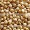 Yellow sorghum seeds