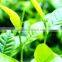 Green Tea Extract from GMP Certified Manufacturer