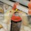 Poultry automatic feeding system/Chicken house equipment