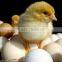 HJ professional industrial high hatching rate electric automatic 3168 chicken egg incubator