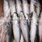 AAA QAULITY Frozen PACIFIC Mackerel