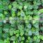 12PCS 7.5FT 100 Leaves Artificial Fake Foliage IVY Vine Garland Small Leaf Garland