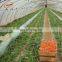 small hole plastic mesh vegetables shade net  in thailand