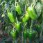 Long Sweet Pepper Seeds Vegetable Seed Green Pepper Greenhouse Pepper Seeds No.04