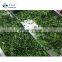 Sinocharm New Season High Quality Organic 30-50mm IQF Frozen Spinach Cut